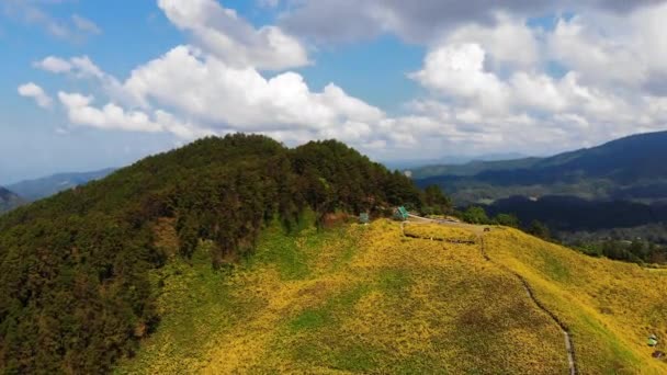 Hava Manzaralı Drone Tropik Sarı Çiçekli Ayçiçeği Tarlası Doğa Ağacı — Stok video