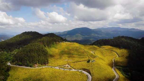 Hava Manzaralı Drone Tropik Sarı Çiçekli Ayçiçeği Tarlası Doğa Ağacı — Stok video