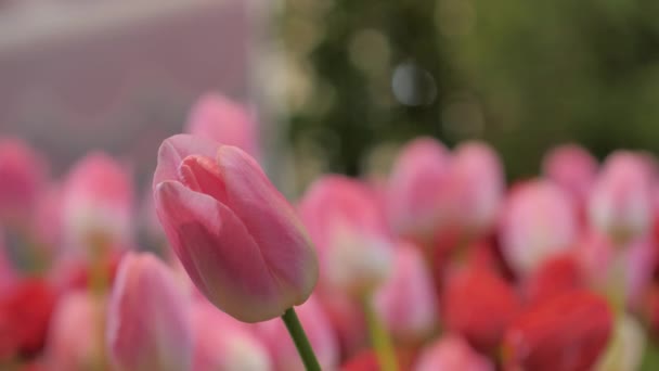 Close Shot Natuur Een Groep Bloeiende Tulpenbloem Het Tulpenveld Selecteert — Stockvideo