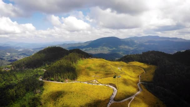 Vista Aérea Drone Tiro Paisagem Cênica Tropical Amarelo Flor Girassol — Vídeo de Stock