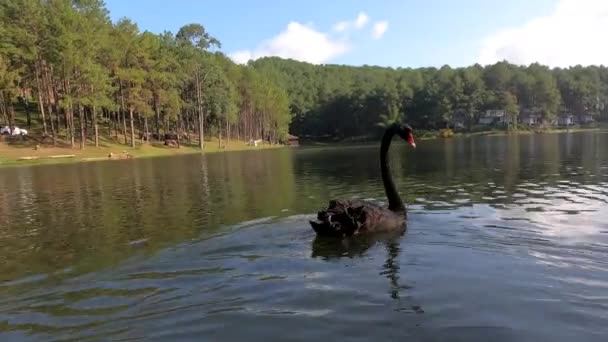 Cisne Negro Flutuando Sobre Água Grande Rio Natureza — Vídeo de Stock