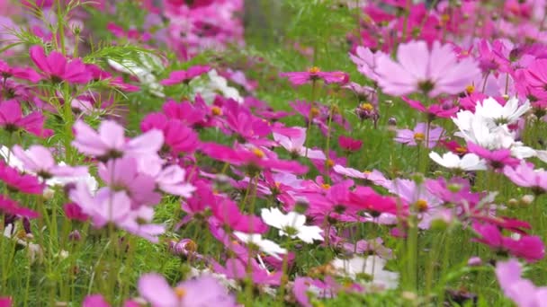 Close Shot Natuur Bloeiende Kosmos Bloem Selecteer Focus Ondiepe Scherptediepte — Stockvideo