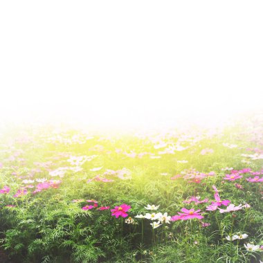 Taze ve doğal renkli kozmos çiçeğinin tarlası, çiçek ver bana.