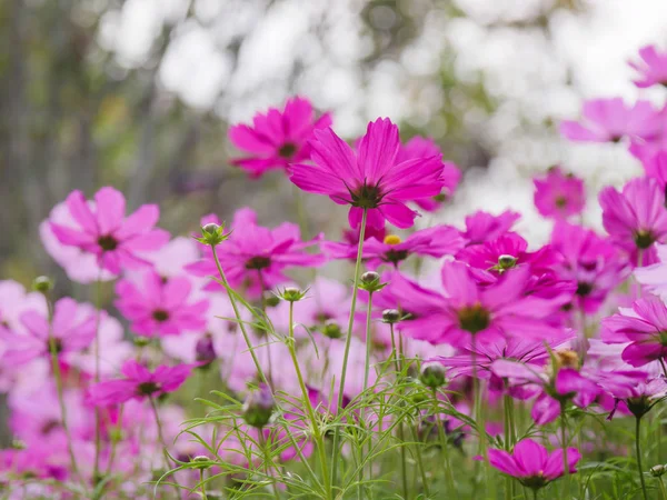Pole świeże i naturalne kolorowe kwiaty kosmosu, kwiat mnie — Zdjęcie stockowe