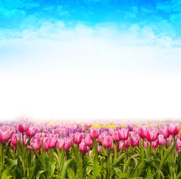 Friss és természet egy csoport színes tulipán virágzik a garde — Stock Fotó