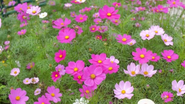 Nahaufnahme Natur Blühender Kosmos Blume Auswählen Fokus Flache Schärfentiefe — Stockvideo