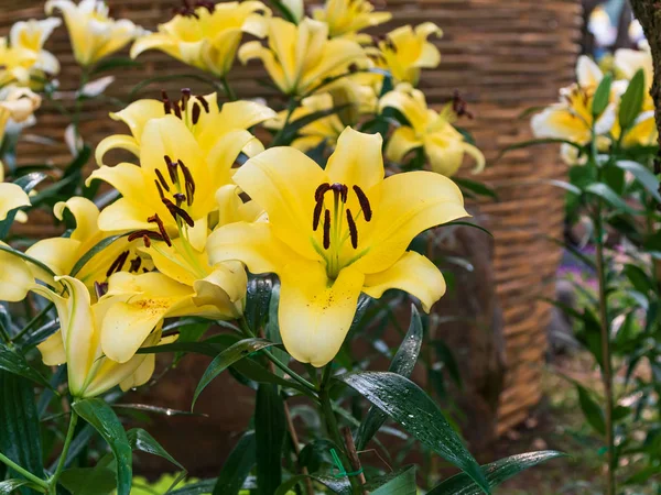 新鮮で自然な開花ユリの花を撮影し、フォーカスを選択 — ストック写真