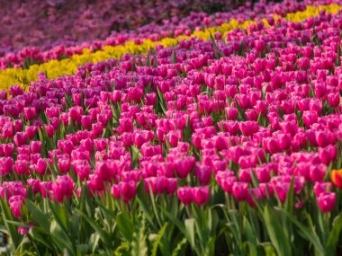 Taze ve doğa bir grup renkli lale şelalede çiçek açıyor.