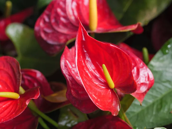 Nahaufnahme Shot Bouquet von einem frischen und natürlichen bunten tropischen — Stockfoto