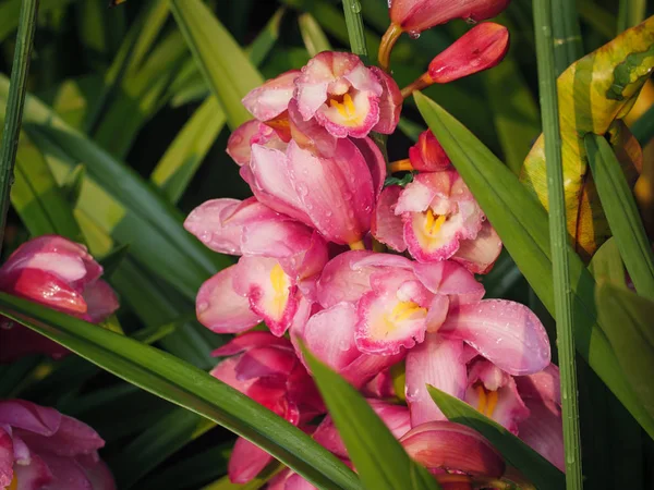 Close-up shot boeket van een frisse en natuurlijke kleurrijke tropische o — Stockfoto