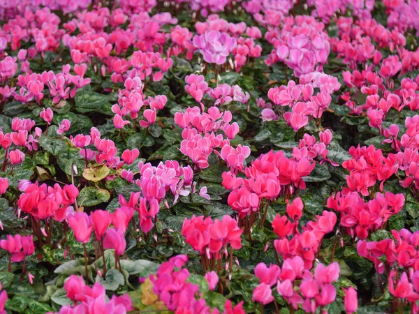 Close-up shot scenic landscape of fresh and natural pink flower — Stock Photo, Image