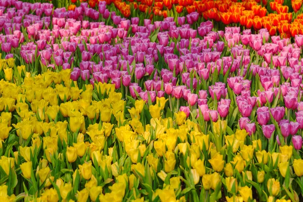 Čerstvé a příroda skupina barevných tulipán kvetoucí v garde — Stock fotografie
