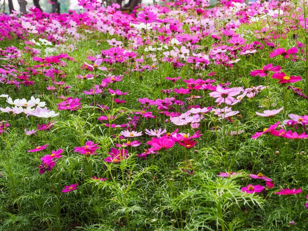Field Fresh Natural Colorful Cosmos Flower Flower Meadows — Stock Photo, Image