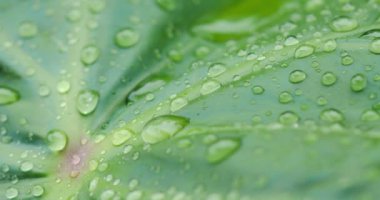 Doğa suyu, küçük yağmur atmosferli taze ağaç dalına düşer.