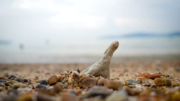 Zee Golf Kust Naar Strand Met Steen Rots — Stockvideo