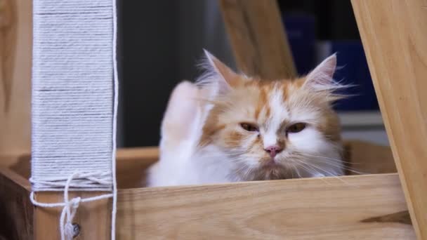 Nahaufnahme Persische Katze Hockt Der Hocke Und Blinzelt Mit Den — Stockvideo