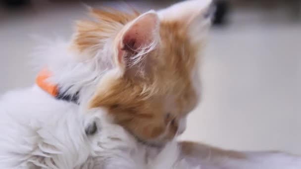 Primo Piano Colpo Gatto Persiano Accovacciato Lampeggiare Gli Occhi Messa — Video Stock