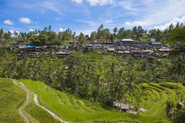Endonezya, Bali 'de güzel pirinç terası.