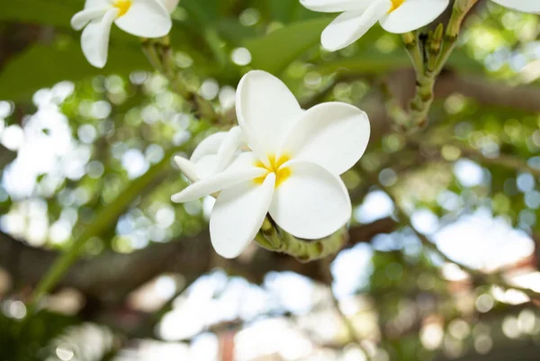 Vacker Vit Och Gul Blomma Ett Träd — Stockfoto