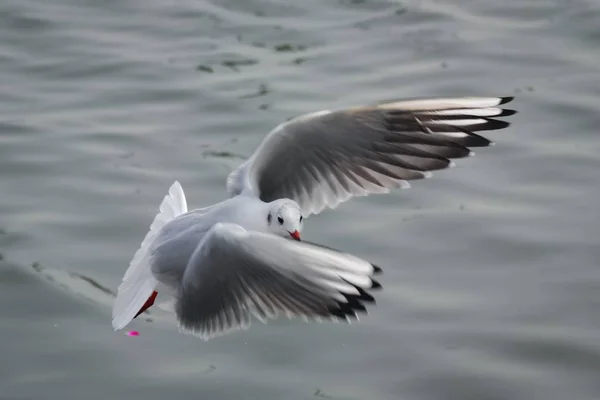 A Bird Of Seagull Flying Over Ocean.