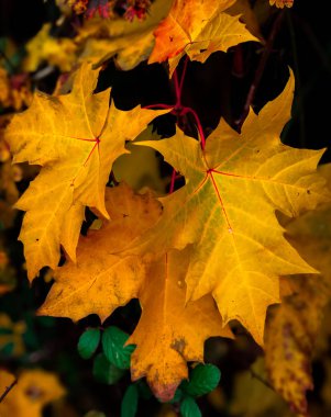 Sarı Akçaağaç Sonbaharda Yaprakları.