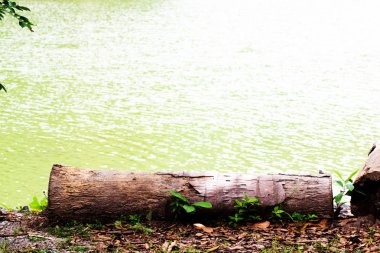 Ahşap bahçe su görünümünde yerdeki Kuru