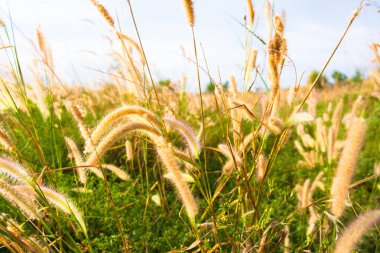 güneş ışığı arka plan, güzel doğal çayır