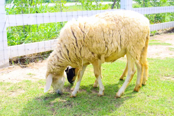 Lovely animal life Sheep in farm