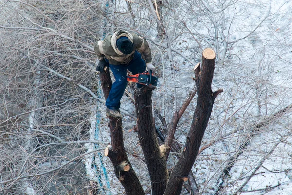 A man works with a chainsaw, standing on a tree branch. A man works at height, without protection. Dangerous work at height. Safety violation. Dangerous operation of a chainsaw at a height.