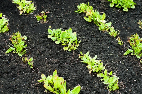 Plant Planted Row Black Ground — стоковое фото