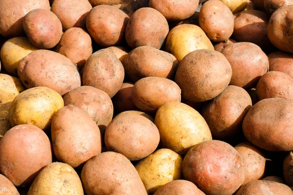 Taze organik patates. Bir demet patates kökü. Patates dokusuna yakın çekim.