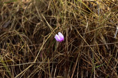 Çok güzel bahar çiçekleri.