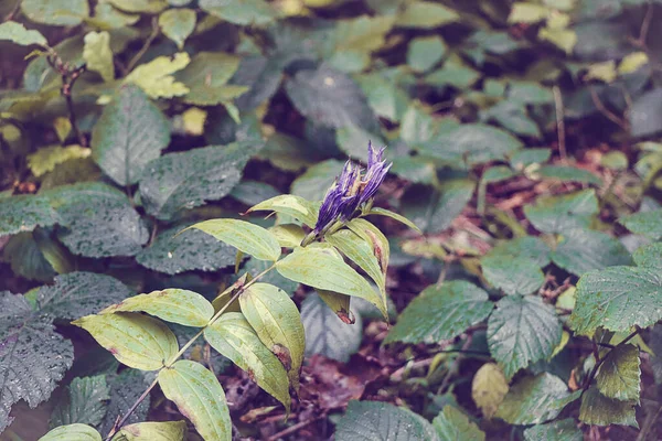 Όμορφο Λουλούδι Στο Δάσος — Φωτογραφία Αρχείου