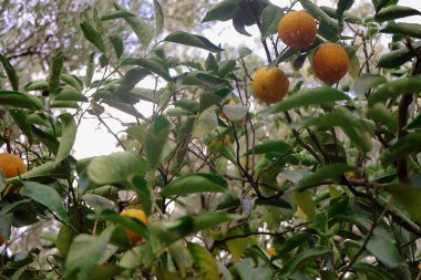 Yağmurdan sonra inanılmaz bir bahçe.