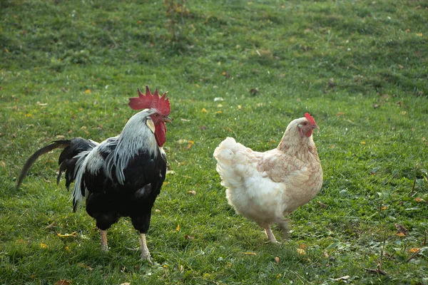 Liebenswertes Geflügel Hof — Stockfoto