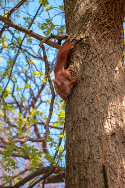 Ağaçtaki ilginç sincap.