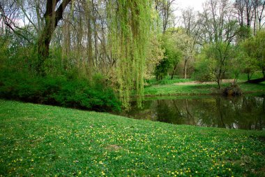 Göl kenarındaki güzel söğüt ağacı