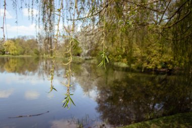 Göl kenarındaki güzel söğüt ağacı