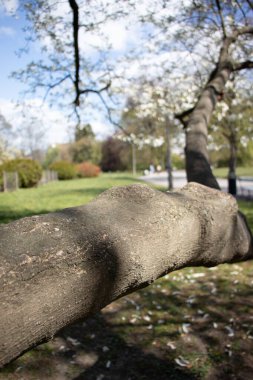 Şehir parkındaki ağaçta beyaz çiçekler