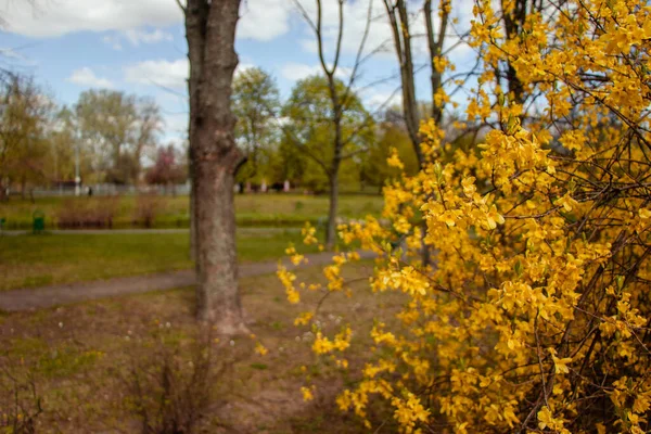 Όμορφη Κίτρινη Θάμνος Στο Πάρκο — Φωτογραφία Αρχείου