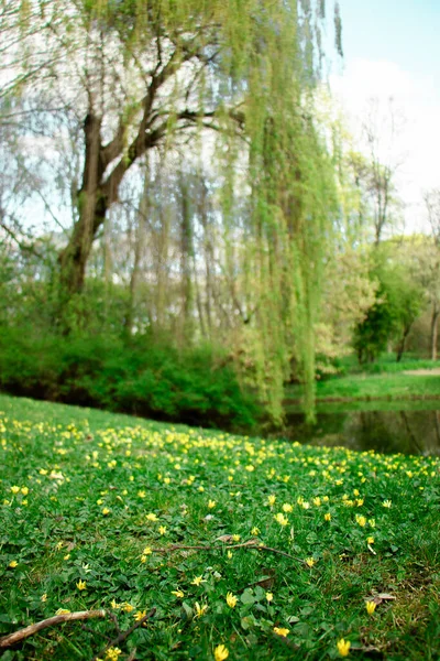 Schöne Weide See — Stockfoto