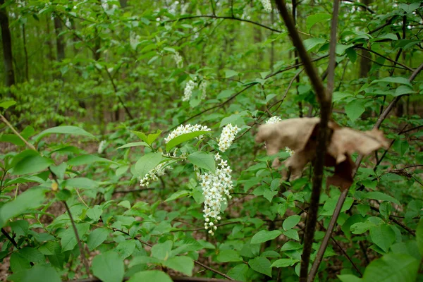 Csodálatos Fehér Virágok Bokorban — Stock Fotó