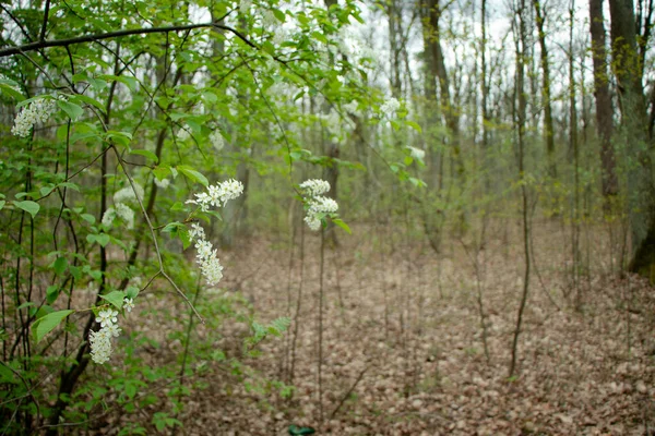 Erstaunliche Weiße Blumen Auf Dem Strauch — Stockfoto