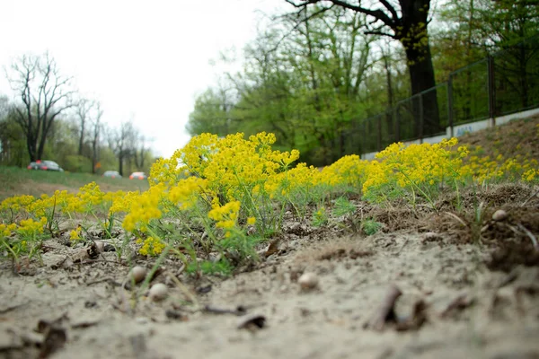 Eine Erstaunliche Gelbe Blüte Der Nähe Der Straße — Stockfoto