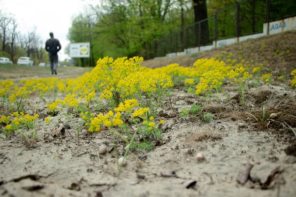 Eine Erstaunliche Gelbe Blüte Der Nähe Der Straße — Stockfoto