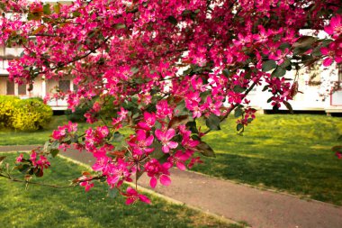 Baharda son derece güzel Sukura çiçeği