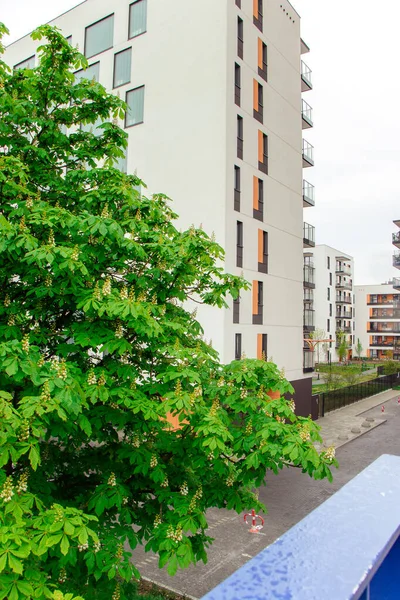 Amazind Blumen Der Kastanie Hof — Stockfoto