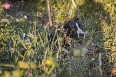 Yeşil çimenlerin üzerinde bir köpek