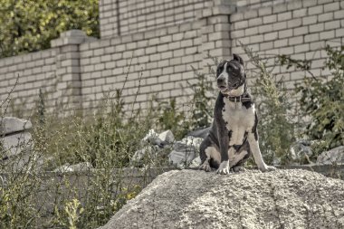 Köpek moloz yığını üzerinde oturuyor.