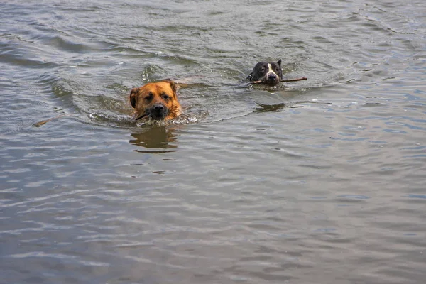 Köpekler Dişlerinde Sopalarla Yüzerler — Stok fotoğraf